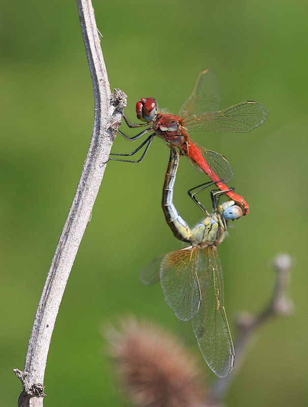 Sympetrum fonscolombii
